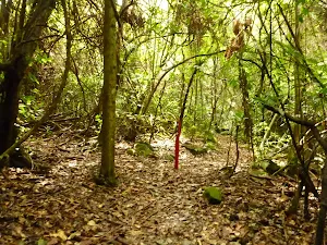 Rainforest in the Watagans