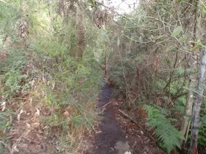 Track above Campfire Creek