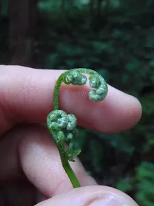 Fern