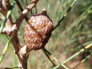Pod in Garigal national park (Currie Rd track)