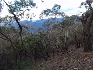 Bush beside the track