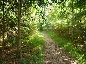 Bush track on Galgabba Point walk.