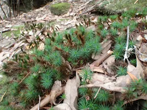 Small plants next to track