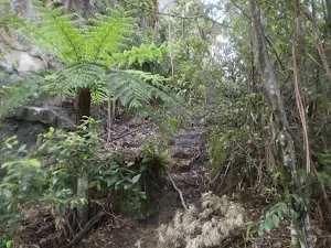 Heading through the forest