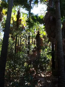 Wetland trail to Rainforest