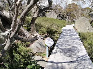 Information signs along the boardwalk