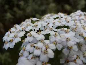 Pretty blooming good