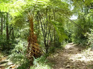 The rocky trail beside the upper Lane Cove River