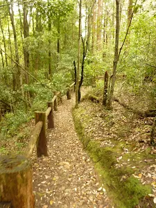 Track and timber railing close to the dammed pool in the Watagans