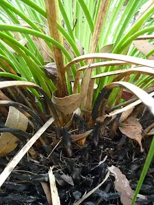 Grass Tree after fire