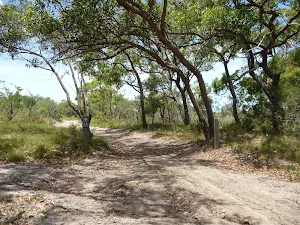Tree next to trail on the Wallarah Pennisula