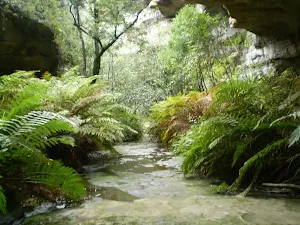 The Nayook Canyon Bushtrack