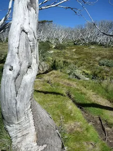 Ghostly snow gum