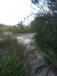 Fredericks track intersection with management trail