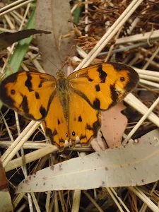 Common Brown Butterflys in early summer