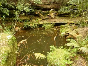 Pool of water near the Moss Wall in the Watagans
