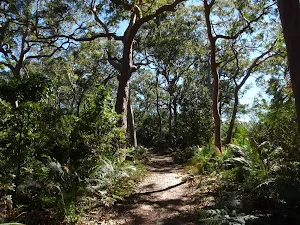 Beautiful forest walking