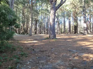 Pines picnic area in the Watagans