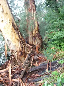 Track beside Nepean River
