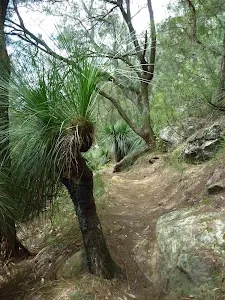 Grass trees east of Crosslands