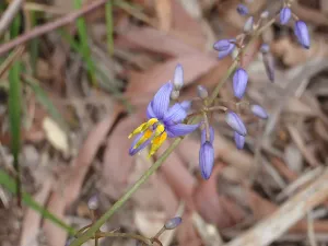 Dianella Flower in early summer