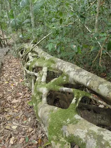 Closeup of the Strangler Fig Tube