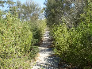 winding through the heath