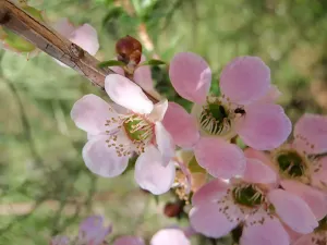 Peach-Flowered Tea Tree blossoms (Leptospermum squarrosum)  February-April