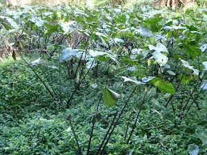 Exotic plants