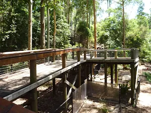 Blackbutt Reserve (Newcastle)
