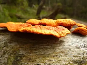 Fungus near Tunks Ridge Rest area