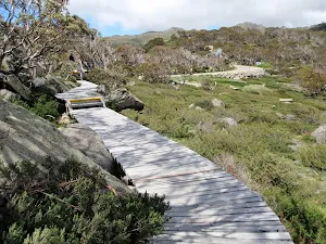Snow Gums Boadwalk