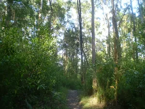 Northern End of Terrys creek track