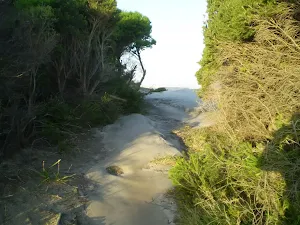 Track at the end of Cape Solander Drive