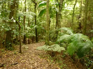 Muirs Rainforest Circuit Walk