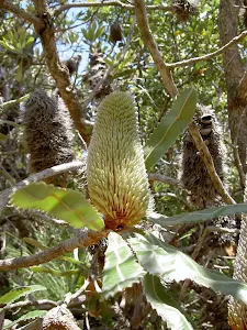 Old Man Banksia (Banksia serrata)