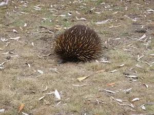 Echidna