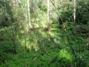 Very moist and lush valley