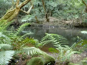 Wollombi Brook Pool