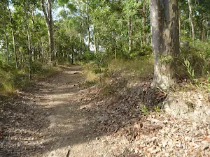 Eucalypt forest Green Point Reserve