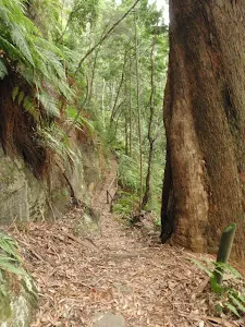 Blackbutt