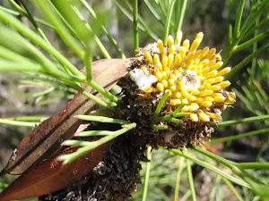 Isopogon Anethifolius (Narrow-leaf Drumstick)flower
