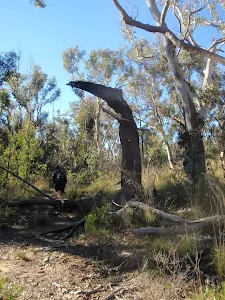 Fallen log near Thor Head turn off