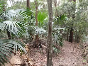 Palms on Toomey Walk