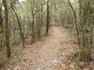 On the Guringai walk