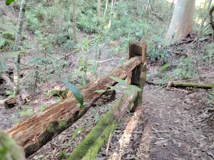 out of place wooden fence on the great north walk