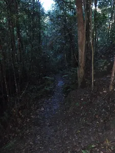Track through dense forest