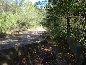 Governor Phillip track at base of Davidson Track