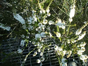 White flowers in the heath