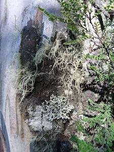 Tree trunk beside track